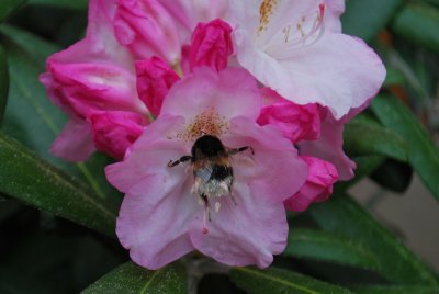 Rhododendron - pěnišník - květ se čmelákem